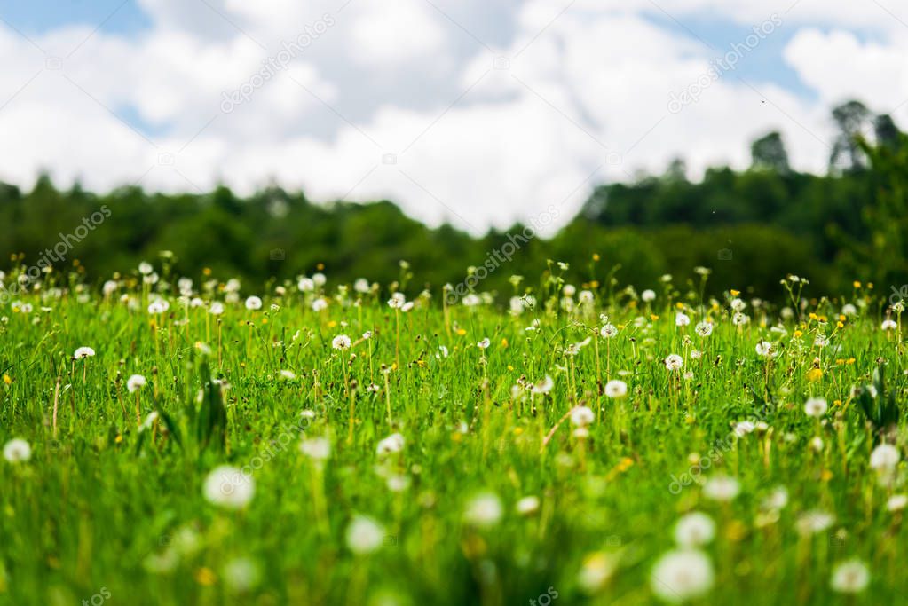 Green meadow with dried dandelions