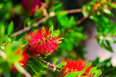 Parlak kırmızı çiçek yeşil yaprakları ile görünümü Kapat