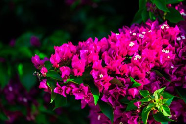 Yeşil yaprakları ile parlak pembe çiçek görünümü Kapat