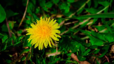 Sarı karahindiba yeşil çim büyüyen.