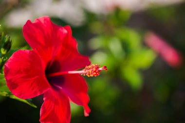 Parlak kırmızı çiçek yeşil yaprakları ile görünümü Kapat