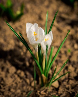 Closeup bakış beyaz çiçek açan, croci