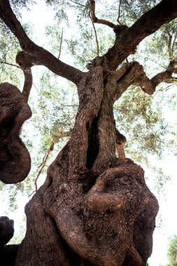 Bahçede, Yunanistan eski zeytin ağacının alt görünümü.