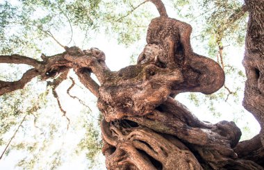 Yeşil yeşillik ile curvy ağacının alt görünümü