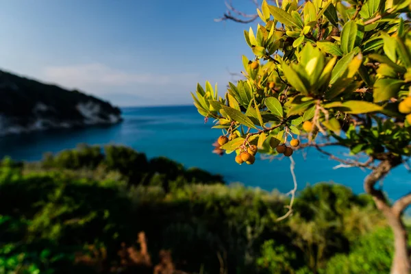 蓝色的天空 绿色的树木和植物的海景 自然背景 — 图库照片