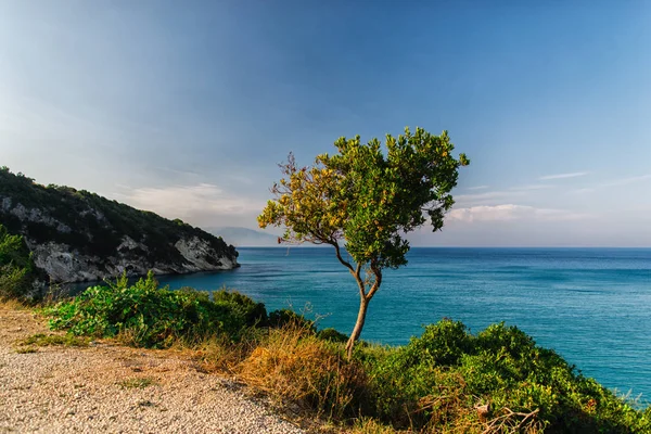 Paesaggio Marino Con Cielo Blu Alberi Verdi Piante Sfondo Naturale — Foto Stock