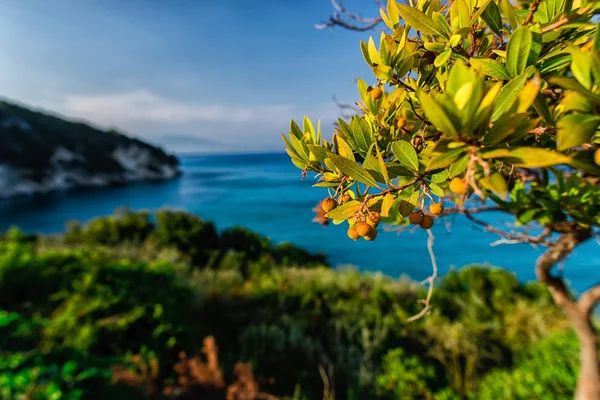 Seascape Med Blå Himmel Gröna Träd Och Växter Naturlig Bakgrund — Stockfoto