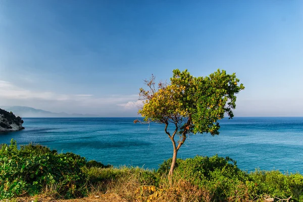 蓝色的天空 绿色的树木和植物的海景 自然背景 — 图库照片