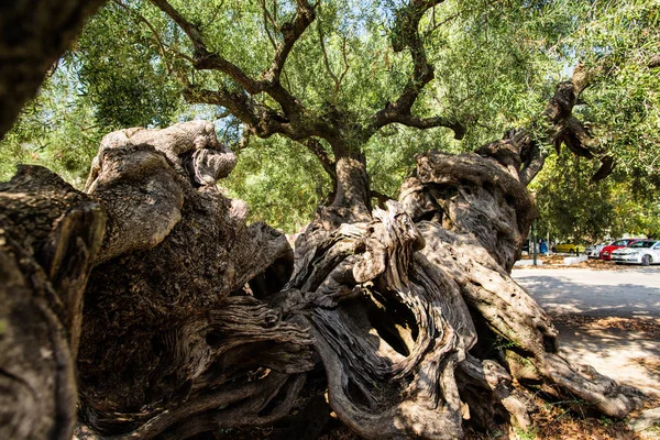 Olive tree in yard, Greece.