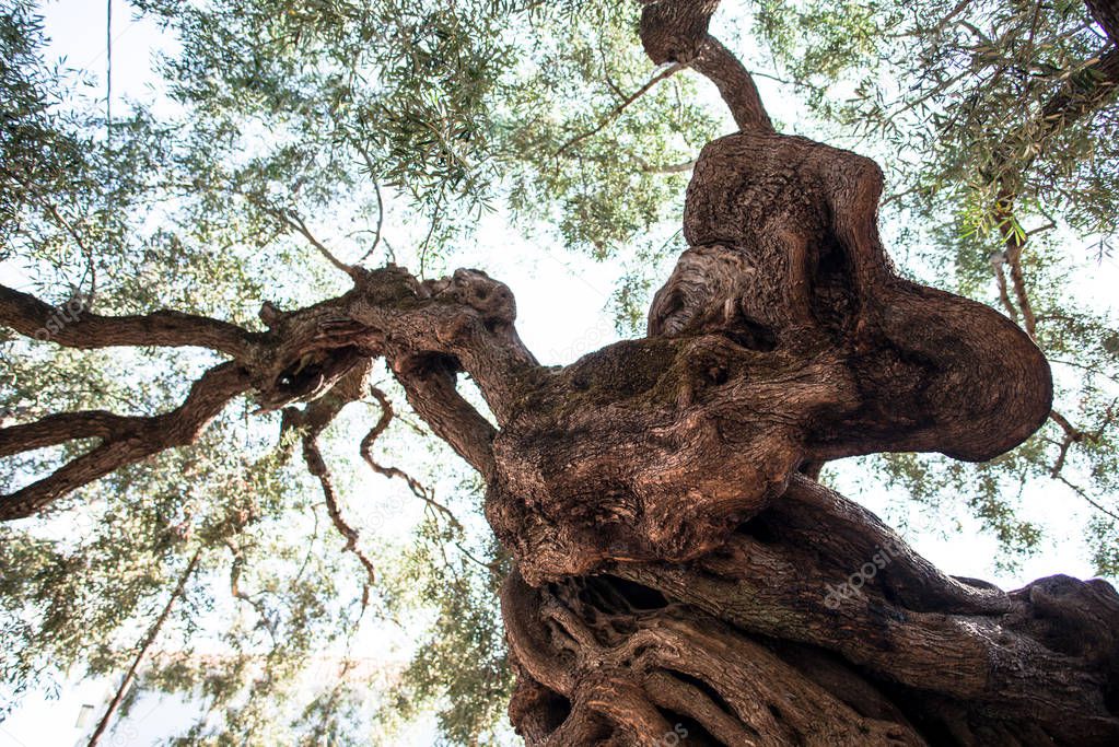 Bottom view of old olive tree in yard, Greece.