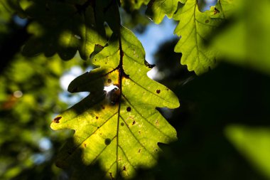 Taze yeşil yeşillik, ayrıntı görünümü ile orman.