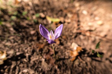 Küçük çiğdem bahar orman içinde büyüyen