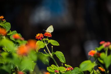 İhale Kelebek Bahçe çiçeklerle görünümü Kapat