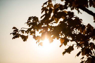 Sonbahar vahşi orman içinde 