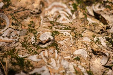 Ahşap kabuk dokusu ormandaki ağaç üzerinde