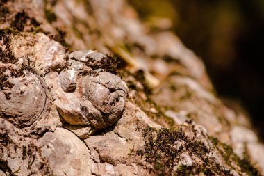 Ahşap kabuk dokusu ormandaki ağaç üzerinde