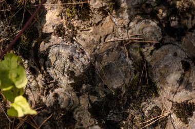 Ahşap kabuk dokusu ormandaki ağaç üzerinde