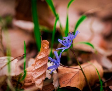 Erken bahar çiçekleri yeşil çim