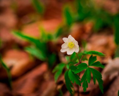 Bulanık arka planda çiçek kırpılmış görünümü