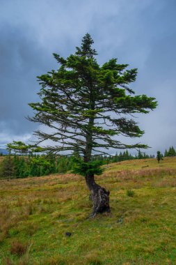 Güzel sonbahar manzara manzara