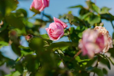 pembe gül yaprakları ile yeşil bush üzerinde büyüyen 