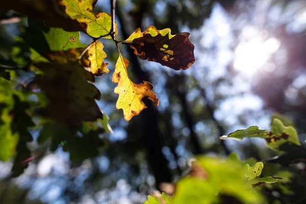 森林与新鲜的绿色的叶子 细节看法 — 图库照片