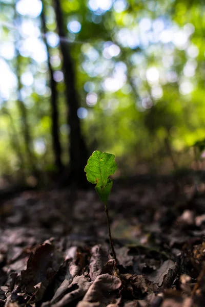 Wald Mit Frischem Grünen Laub Detailansicht — Stockfoto