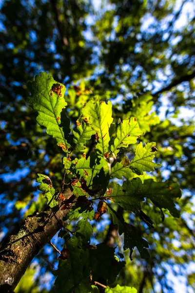 Bos Met Vers Groen Gebladerte Detailweergave — Stockfoto