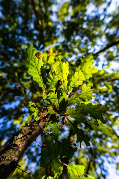 Bos Met Vers Groen Gebladerte Detailweergave — Stockfoto