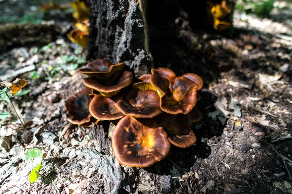 Macro Shot Brown Yellow Mushrooms Growing Tree Forest — Stock Photo, Image
