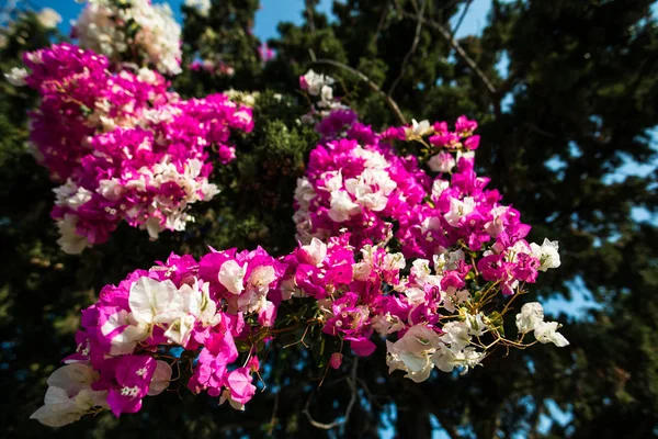 Nahaufnahme Von Grünem Busch Mit Leuchtend Rosa Und Weißen Blüten — Stockfoto