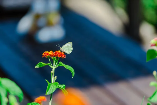 Nahaufnahme Eines Zarten Schmetterlings Mit Blumen Garten — Stockfoto