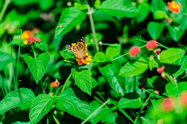 Vue Rapprochée Papillon Tendre Avec Des Fleurs Dans Jardin — Photo