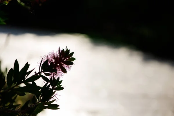 Cropped view of flower silhouette on blurred background