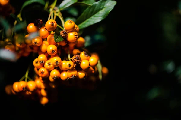 Primo Piano Arancio Olivello Spinoso Sfondo Scuro Sfocato — Foto Stock