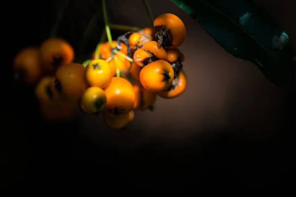 Primer Plano Espino Cerval Mar Naranja Sobre Fondo Borroso Oscuro — Foto de Stock