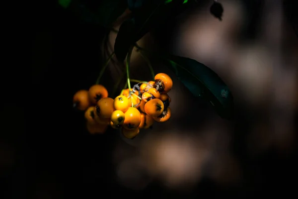 Closeup Orange Sea Buckthorn Dark Blurred Background — Stock Photo, Image