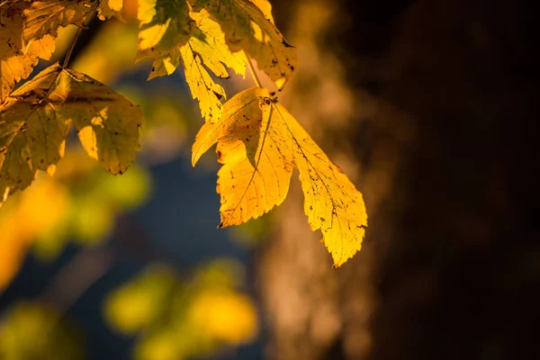 Otoño Dentro Del Bosque Salvaje —  Fotos de Stock