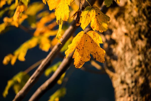 Otoño Dentro Del Bosque Salvaje —  Fotos de Stock