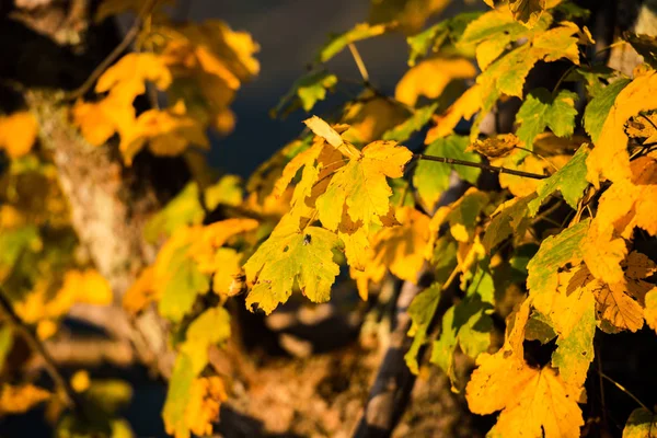 Autumn Wild Forest — Stock Photo, Image