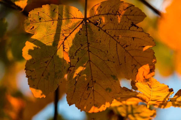 秋天里面的野生森林 — 图库照片