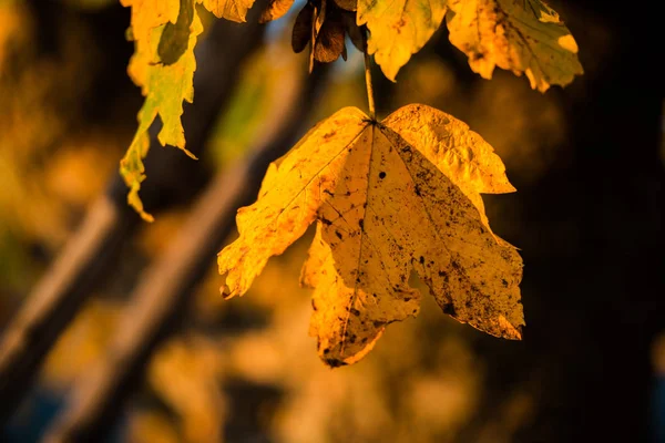 Otoño Dentro Del Bosque Salvaje —  Fotos de Stock