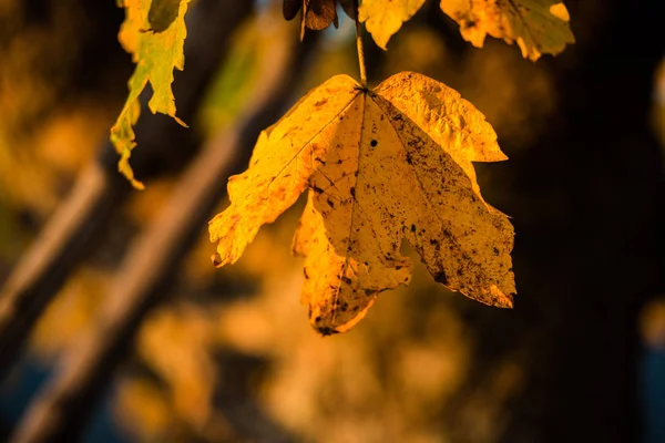 Otoño Dentro Del Bosque Salvaje —  Fotos de Stock