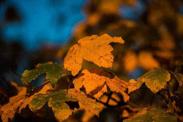 秋天里面的野生森林 — 图库照片