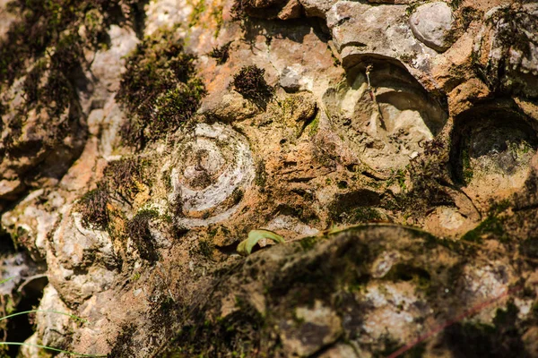 Ξύλου Φλοιός Υφή Στο Δέντρο Στο Δάσος — Φωτογραφία Αρχείου