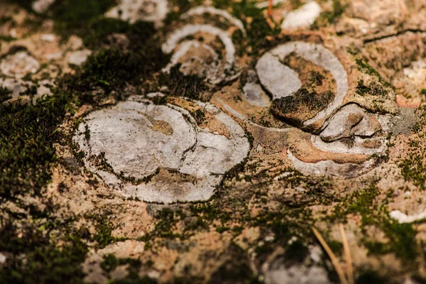 Holzrindenstruktur Baum Wald — Stockfoto