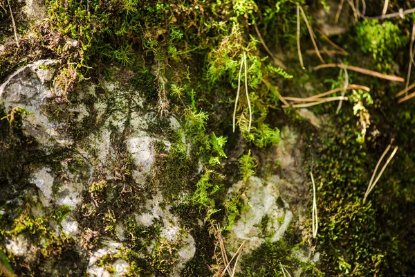 森の木の木材樹皮テクスチャ — ストック写真