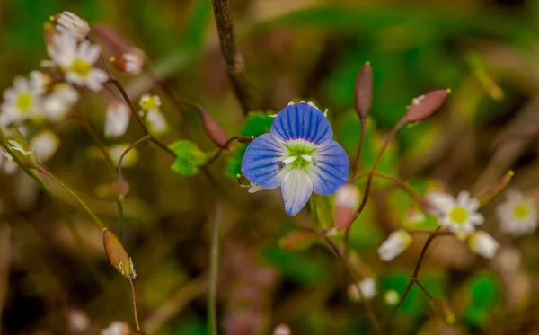 Early Spring Flowers Green Grass — Stock Photo, Image