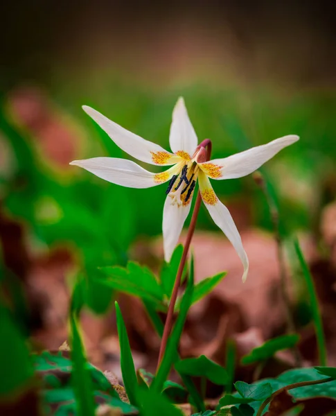 Tendre Fleur Lis Parmi Herbe Verte — Photo