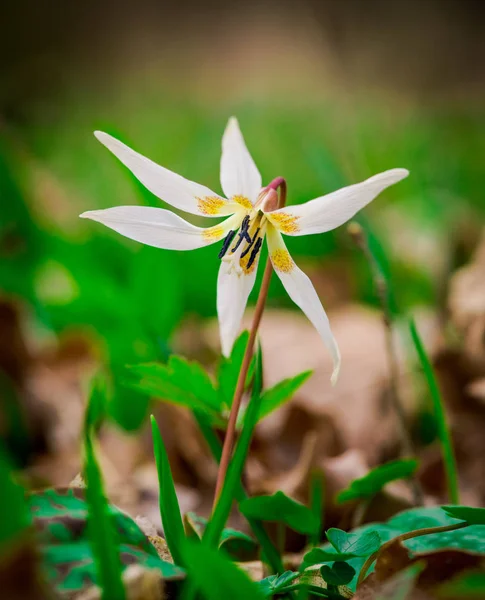 Tendre Fleur Lis Parmi Herbe Verte — Photo